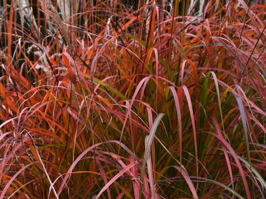Fire Dragon Maiden Grass (Miscanthus sinensis 'Fire Dragon') - QT