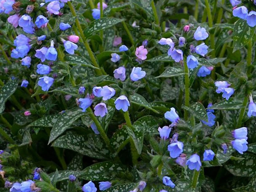 Twinkle Toes Lungwort (Pulmonaria twinkle 'Toes') - QT