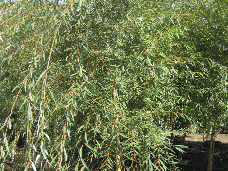 Weeping Golden Willow (Salix alba 'Tristis') - 1 gallon 36"