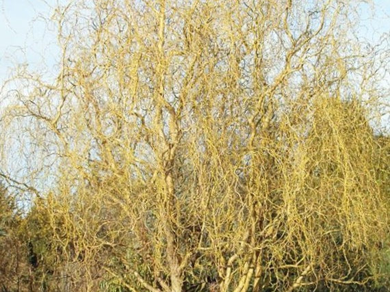 Willow ‘Golden Curls’ (Salix caprea 'Curly Locks') - 1 gallon 36"