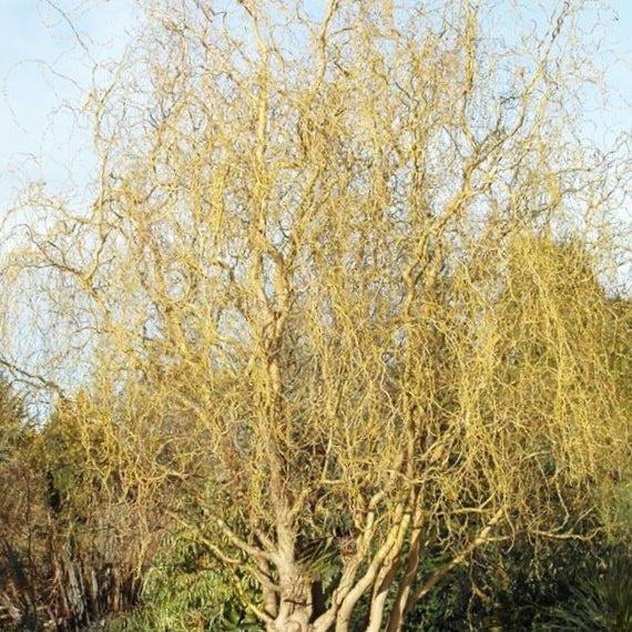 Willow ‘Golden Curls’ (Salix caprea 'Curly Locks') - 1 gallon 36"