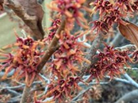 Crimson Fire Witch-hazel (Hamamelis V 'Crimson Fire') - 1 gallon TREE