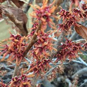 Crimson Fire Witch-hazel (Hamamelis V 'Crimson Fire') - 1 gallon TREE