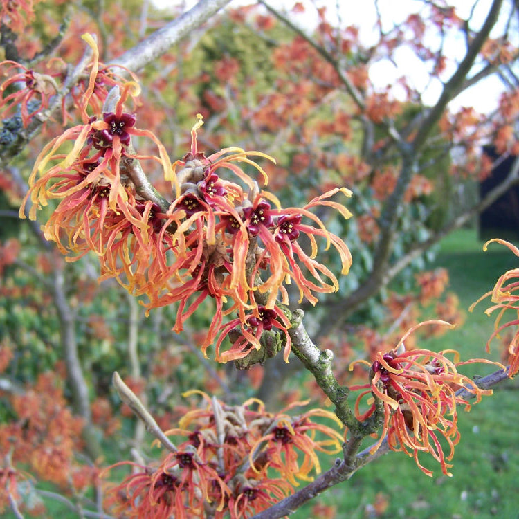 Copper Beauty Witchhazel (Hamamelis x intermedia 'Jelena') - 1 gallon TREE