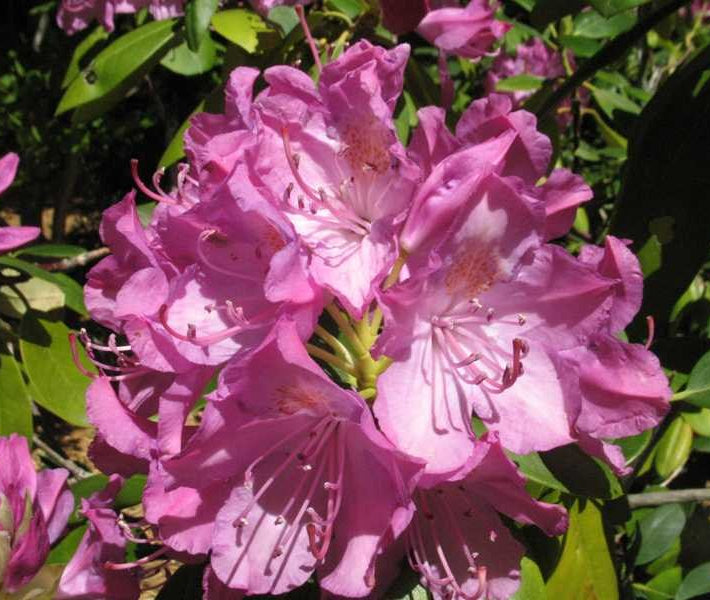 English Roseum Rhododendron (Rhododendron 'English Roseum') - 1 gallon 6"