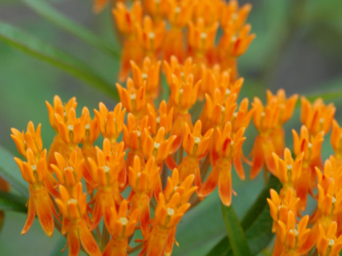 Butterfly Weed (Asclepias tuberosa) - QT