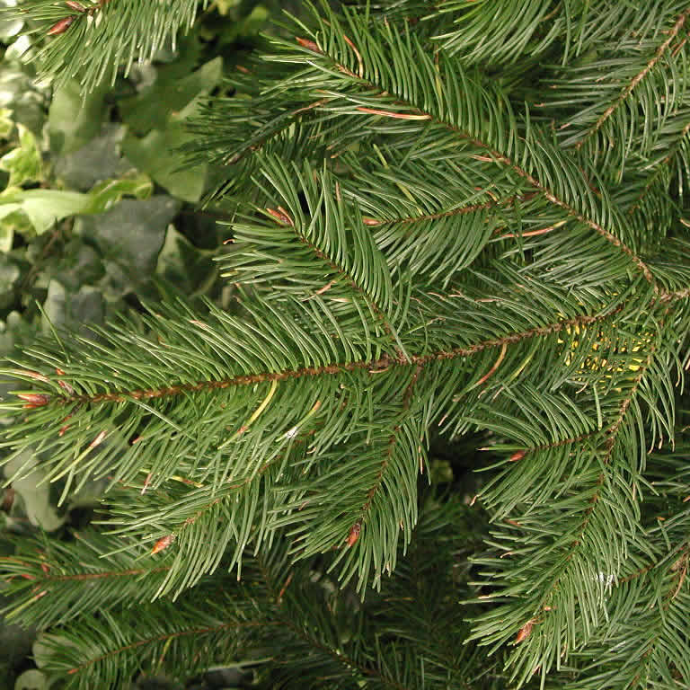 Douglas Fir (Pseudotsuga menziesii) - 1 gallon 12"