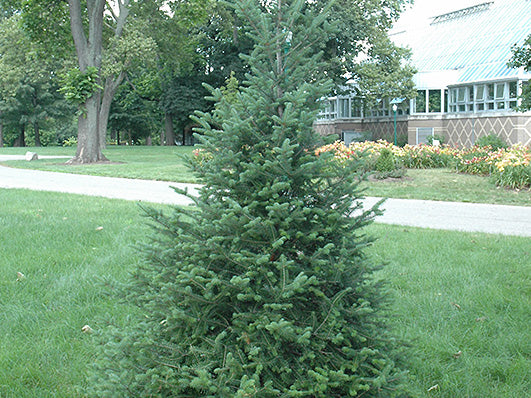 Canaan fir (Abies balsamea var. phanerolepis) - 1 gallon 12"