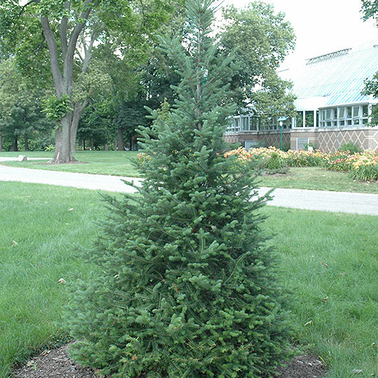 Canaan fir (Abies balsamea var. phanerolepis) - 1 gallon 12"
