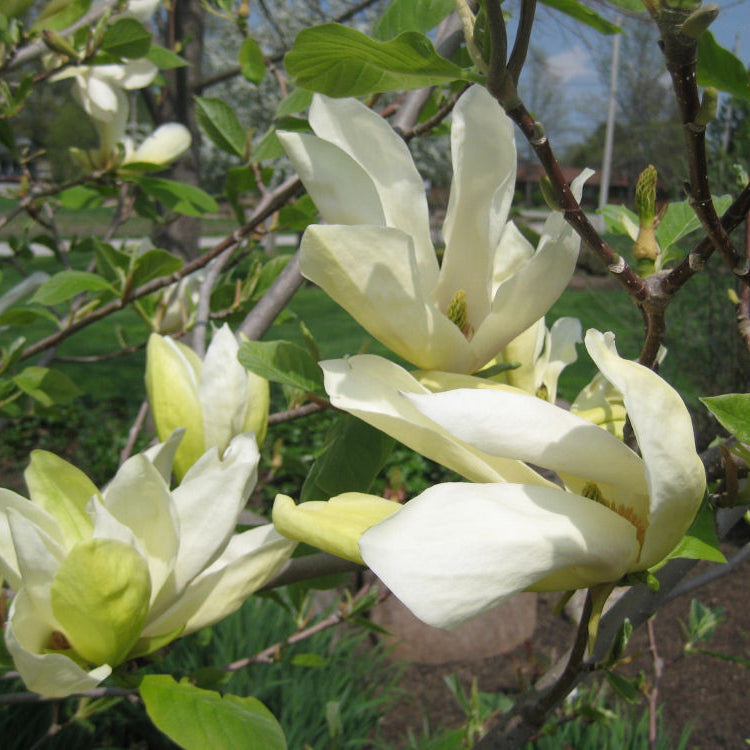 Butterflies Magnolia (Magnolia x 'Butterflies') - 1 gallon 6' TREE