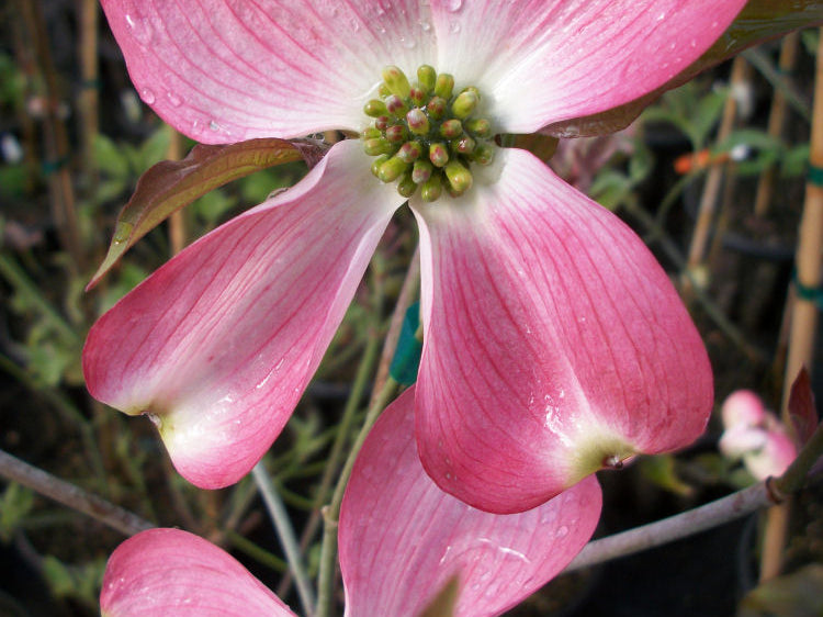 Cherokee Brave Flowering Dogwood (Cornus florida 'Comco No.1') - 2 gallon 3' TREE