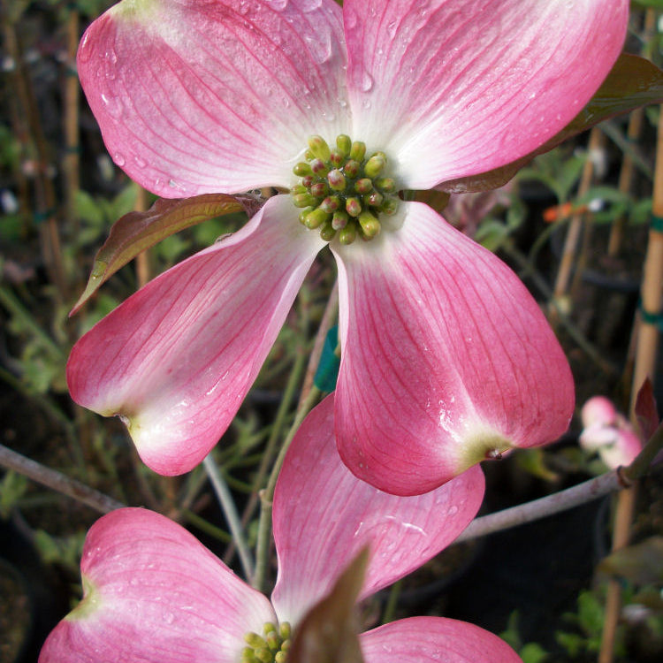 Cherokee Brave Flowering Dogwood (Cornus florida 'Comco No.1') - 2 gallon 3' TREE