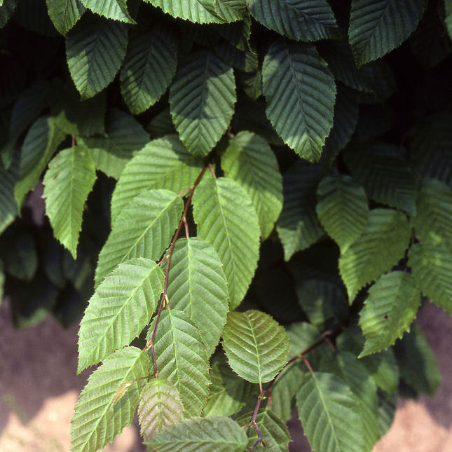 American Hornbeam (Carpinus caroliniana) - 3 gallon TREE