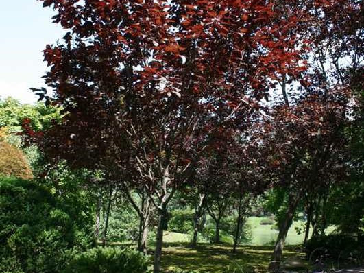 Cherry Plum (Prunus C 'Krauter Vesuvius') - 3 gallon TREE