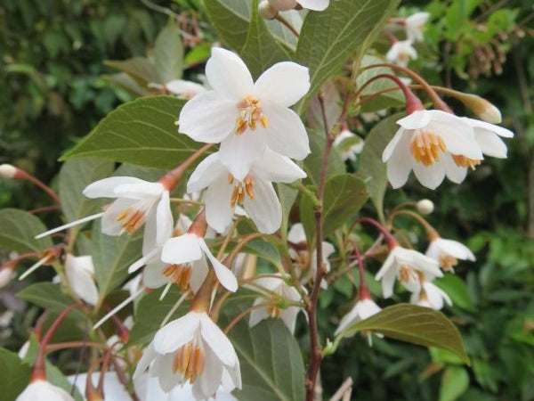 Evening Light Snowbell (Styrax japonicus 'Evening Light') - 3 gallon TREE