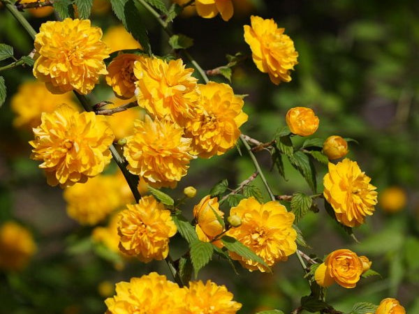 Double Flowered Japanese Rose (Kerria japonica 'Pleniflora') - QT