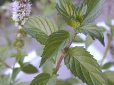 Chocolate Mint Herb (Mentha x piperita ‘Chocolate’) - QT