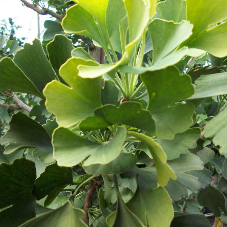Autumn Gold Ginkgo (Ginkgo biloba 'Autumn Gold') - 2 gallon 36"