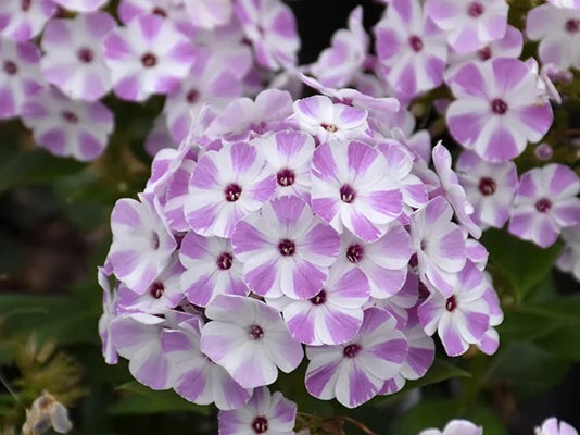 Flame® Lilac Star Dwarf Garden Phlox (Phlox paniculata 'Flame® Lilac Star' ppaf) - 1 gallon