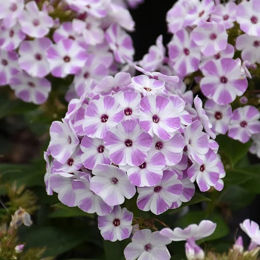 Flame® Lilac Star Dwarf Garden Phlox (Phlox paniculata 'Flame® Lilac Star' ppaf) - 1 gallon