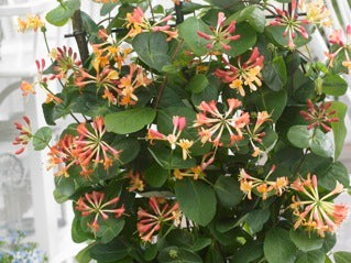 CORAL STAR™ HONEYSUCKLE (Lonicera x 'Celestial') - QT