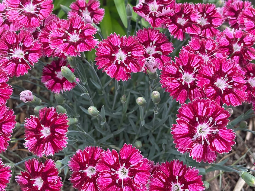 EverBloom™ Raspberry Jam Pinks (Dianthus ‘Raspberry Jam’) - QT