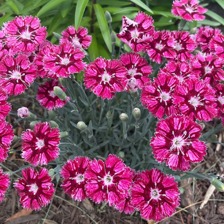 EverBloom™ Raspberry Jam Pinks (Dianthus ‘Raspberry Jam’) - QT
