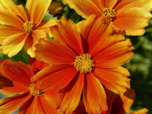 Coreopsis Lil Bang™ Darling Clemantine (Coreopsis x 'Lil Bang Darling Clemantine') - QT