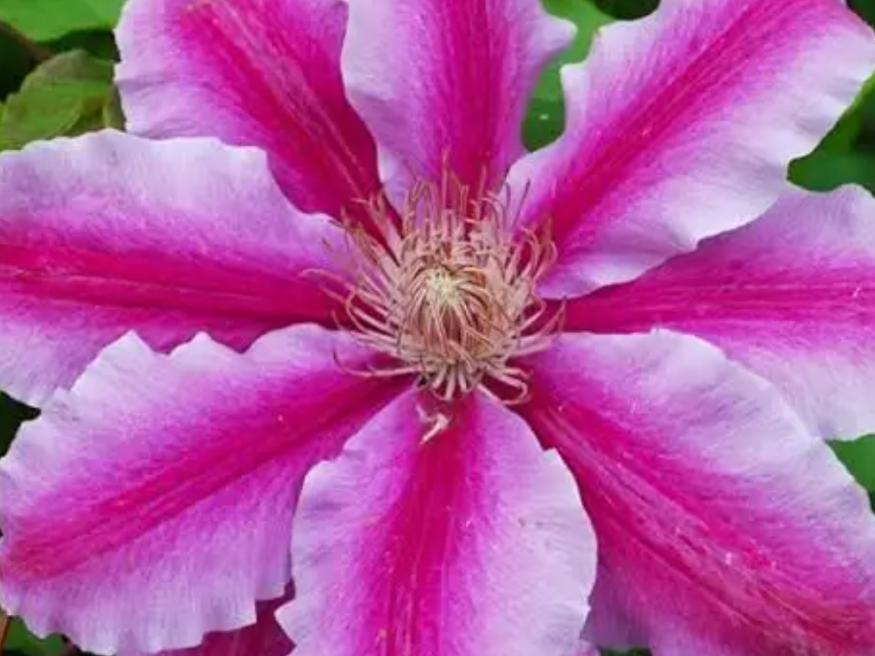 ‘Doctor Ruppel’ Large-Flowered Clematis (Clematis ‘Doctor Ruppel’) - QT