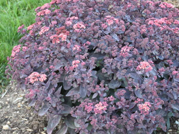 ‘Wineberry Delight’ Stonecrop (Sedum 'Wineberry Delight') - QT