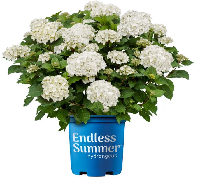 Endless Summer® Dreamcloud® Bigleaf Hydrangea (Hydrangea macrophylla Endless Summer Dreamcloud ('Bailmaceight')) - QT