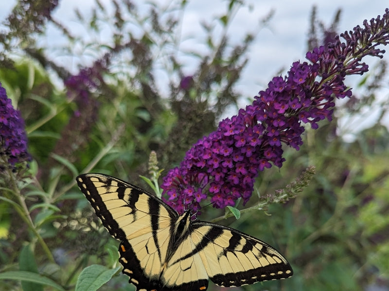Darkest Night® Butterfly bush ( Buddleia x 'Darkest Night’ (SMNBDMO)) - QT