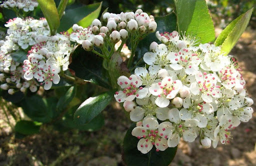 Viking Aronia / Black Chokeberry (Aronia melanocarpa 'Viking') - QT
