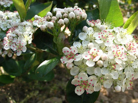 Viking Aronia / Black Chokeberry (Aronia melanocarpa 'Viking') - QT
