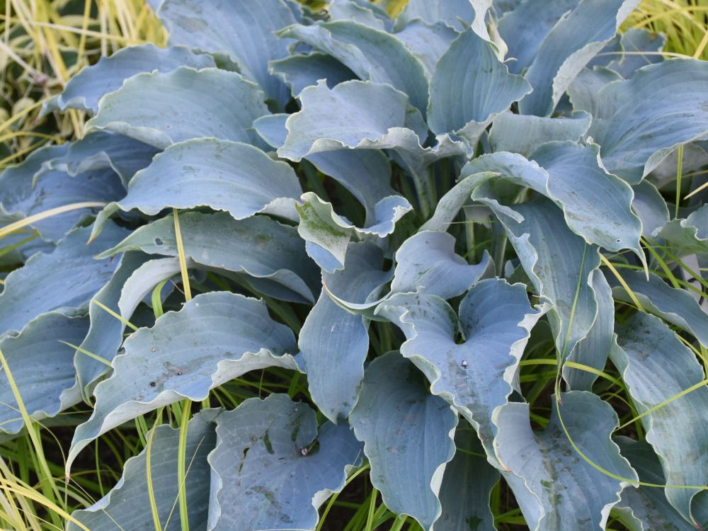 “Tears in Heaven’ Hosta (Hosta 'Tears in Heaven') - QT