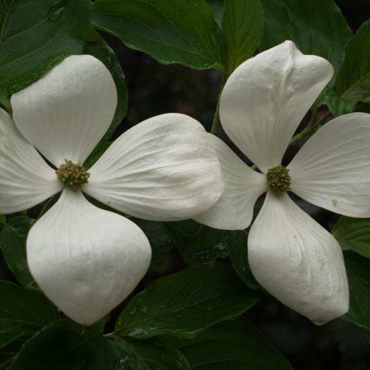 Venus® Dogwood (Cornus x 'KN30-8') - 2 gallon 3' TREE