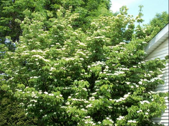 Willoway Select Kousa Dogwood (Cornus kousa 'Willoway Select') - 2 gallon 3' TREE