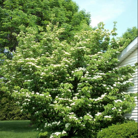 Willoway Select Kousa Dogwood (Cornus kousa 'Willoway Select') - 2 gallon 3' TREE