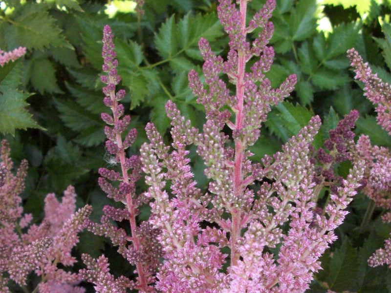 Vision In Pink Astilbe (Astilbe chinensis 'Visions in Pink') - 1 gallon