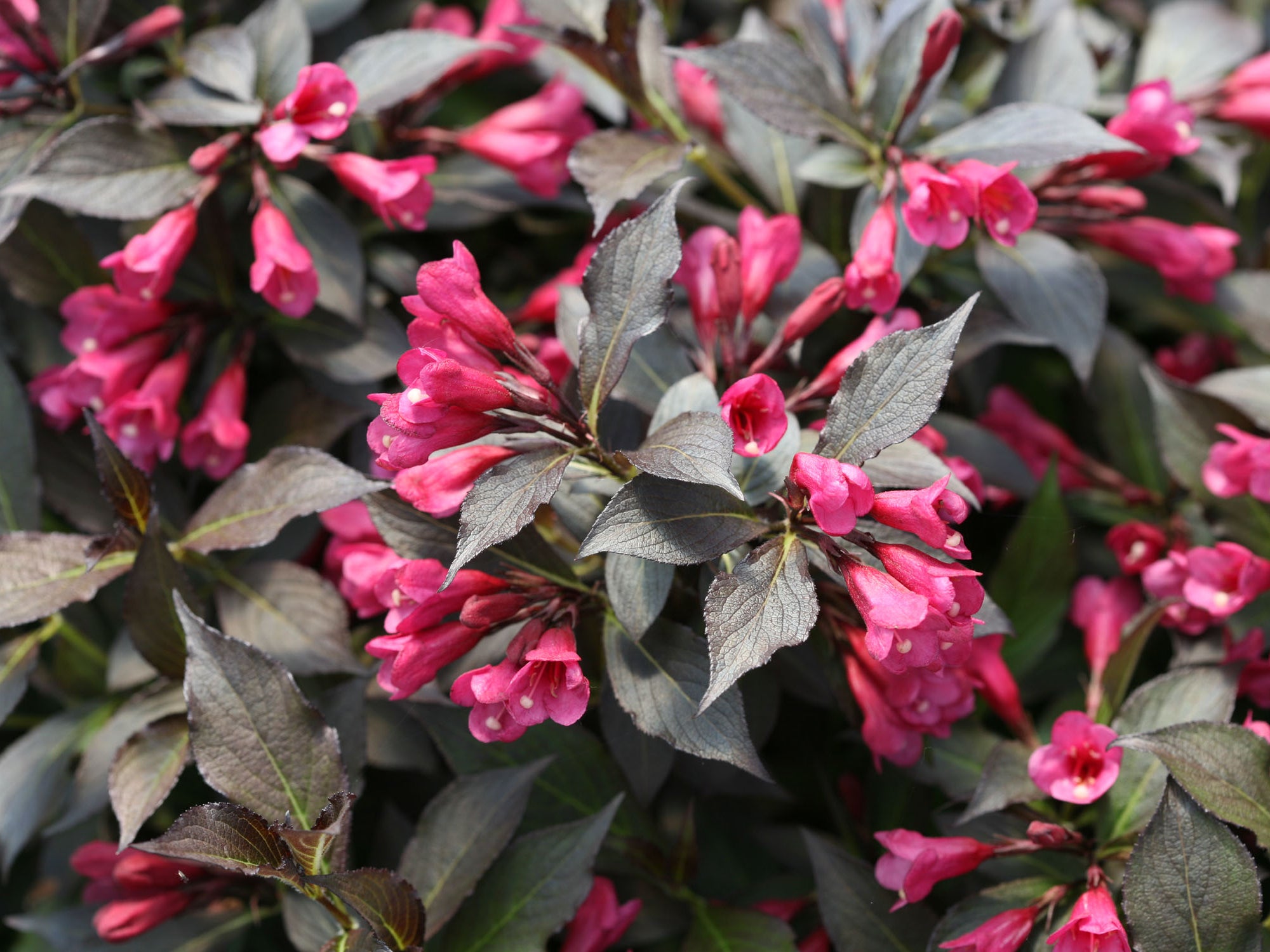 Spilled Wine® Weigela (Weigela spilled 'Bokraspiwi') - 3 gallon 15"