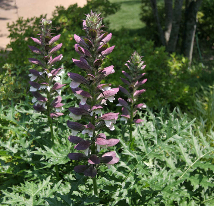 Spiny Bear’s Breeches (Acanthus spinosus) - 1 gallon