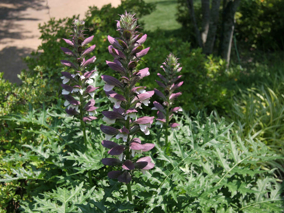 Spiny Bear’s Breeches (Acanthus spinosus) - 1 gallon