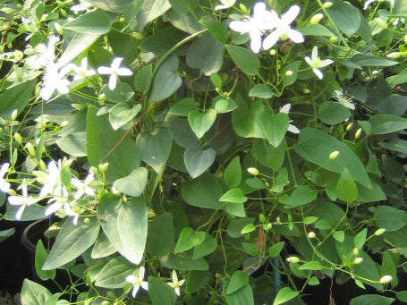 Sweet Autumn Clematis (Clematis paniculata) - 1 gallon