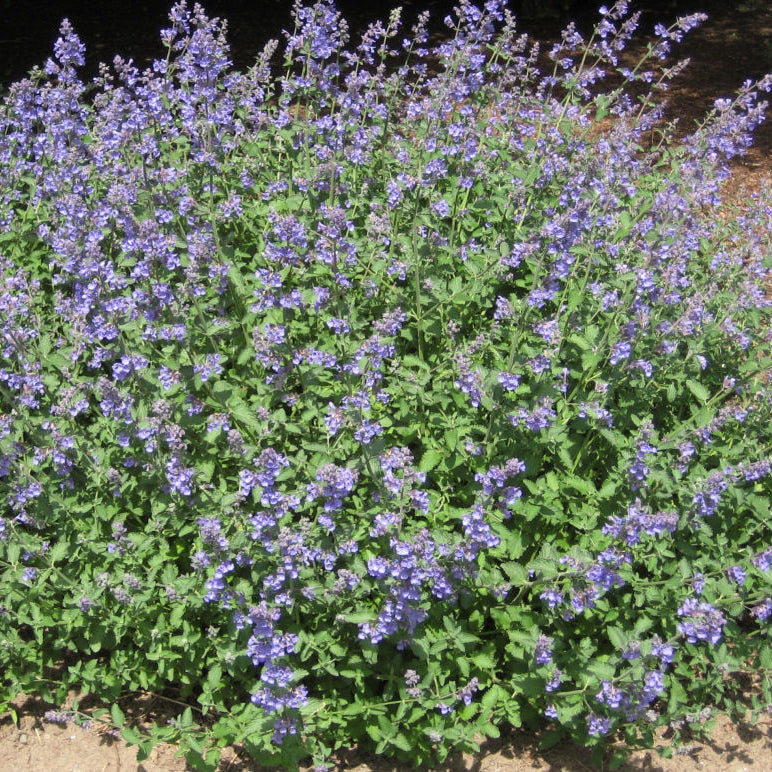 Walker's Low Catmint (Nepeta faassenii 'Walker's Low') - 1 gallon