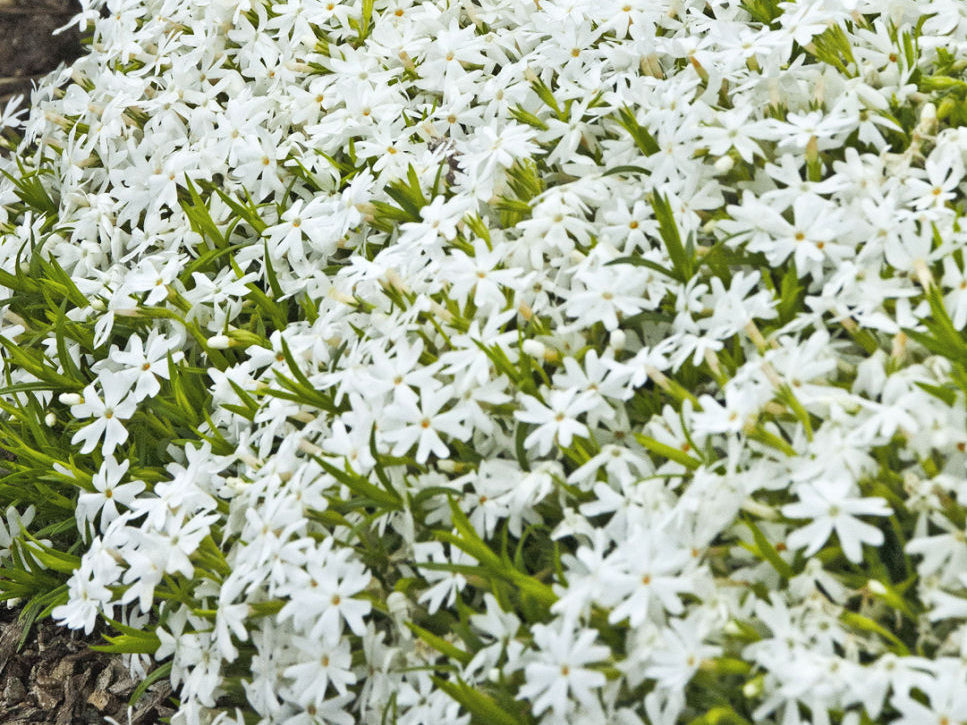 Snowflake Creeping Phlox (Phlox subulata 'Snowflake') - 1 gallon