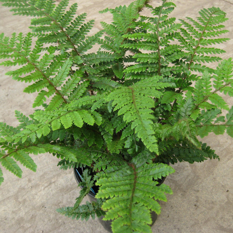 Tassel Fern (Polystichum polyblepharum 'Tassel') - 1 gallon