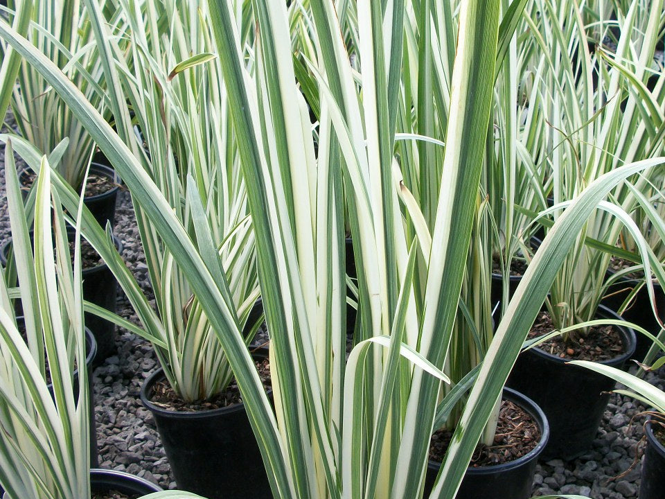 Variegated Japanese Iris (Iris ensata 'Variegata') - 1 gallon