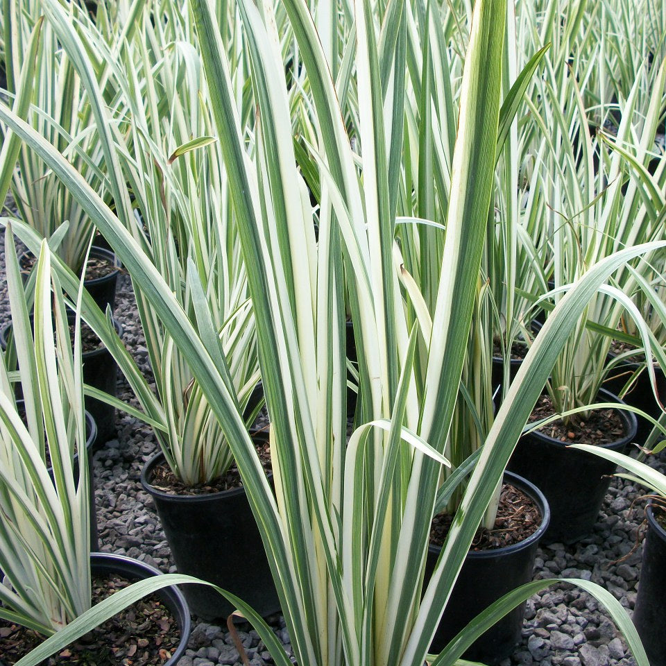 Variegated Japanese Iris (Iris ensata 'Variegata') - 1 gallon