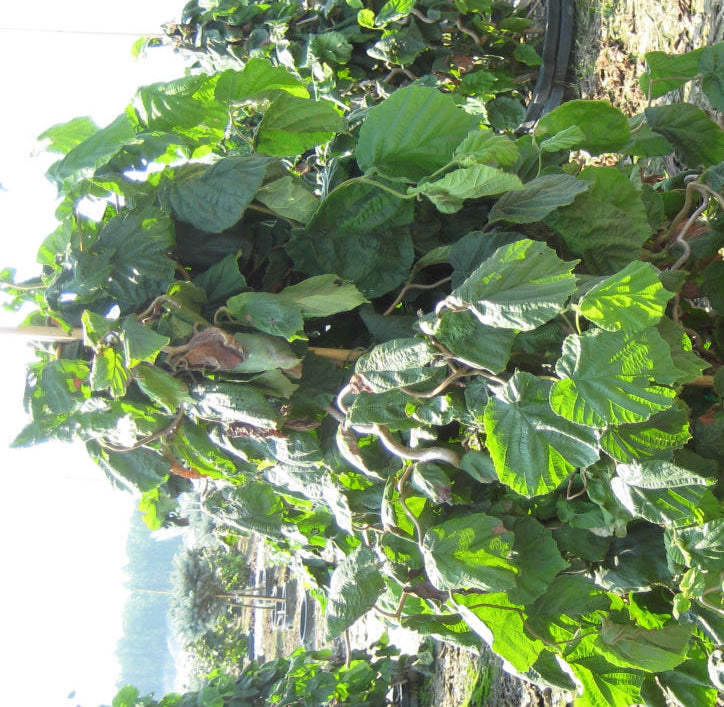 Harry Lauder's Walking Stick/Contorted Filbert (Corylus avellana 'Contorta') - 3 gallon 18"