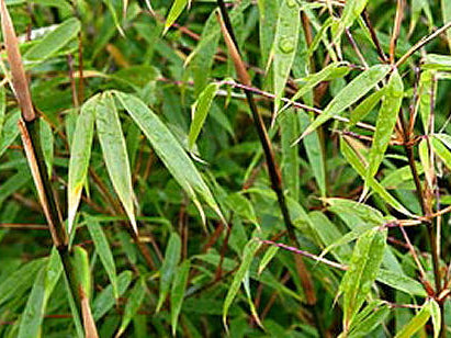 Hardy Bamboo (Fargesia rufa 'Rufa') - 1 gallon